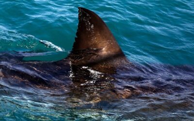 Shark kills woman swimming off South Africa’s Eastern Cape