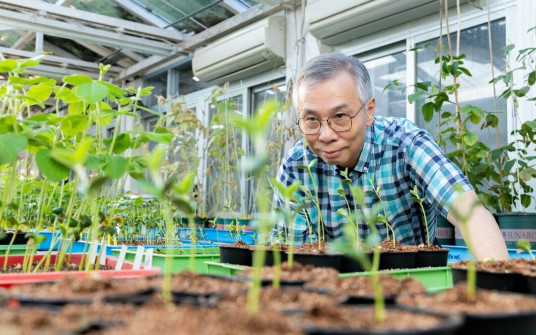 Spirit of Hong Kong Awards: scientist’s soybean research pushes agricultural frontier