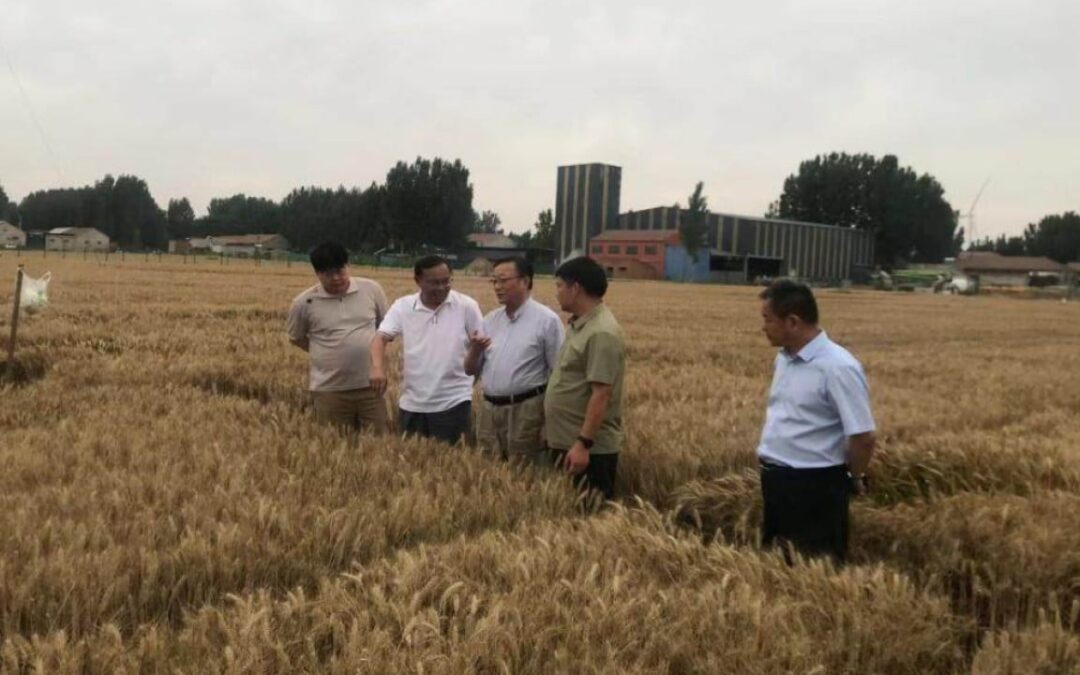 Crop outputs grew up to 100% in China’s big agricultural experiment: scientists