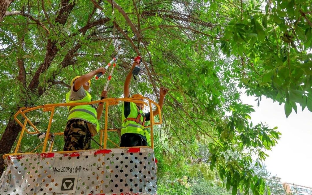 Beijing fights invasive moths with parasitic wasps and caterpillar-catching contests