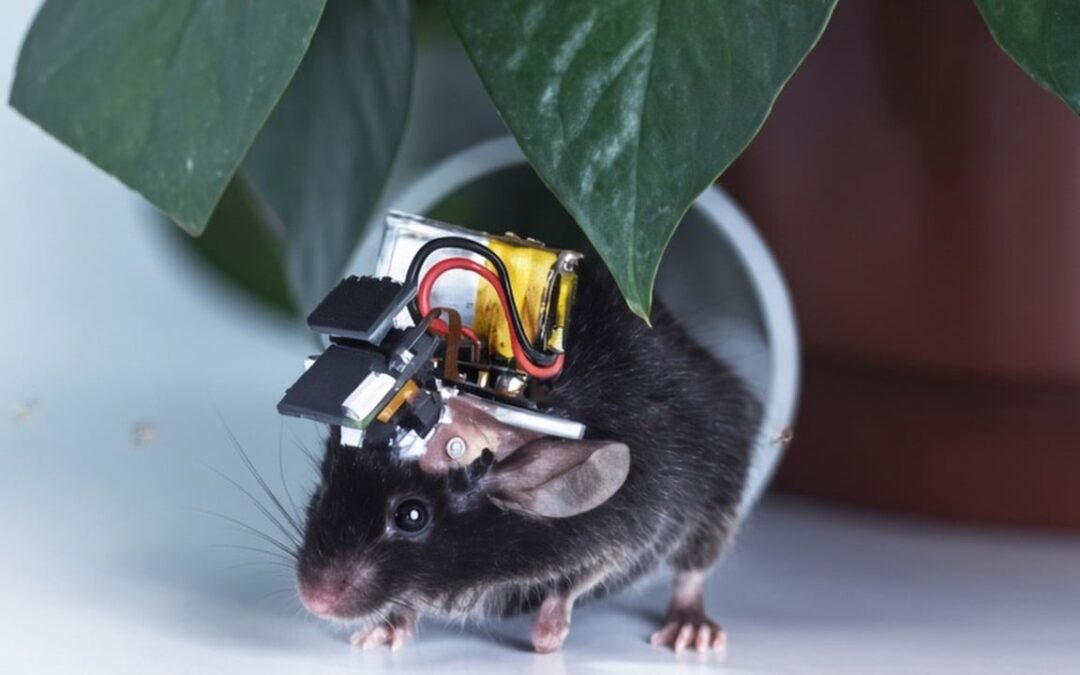 China builds the world’s smallest wearable brain monitor with a cortex-wide view