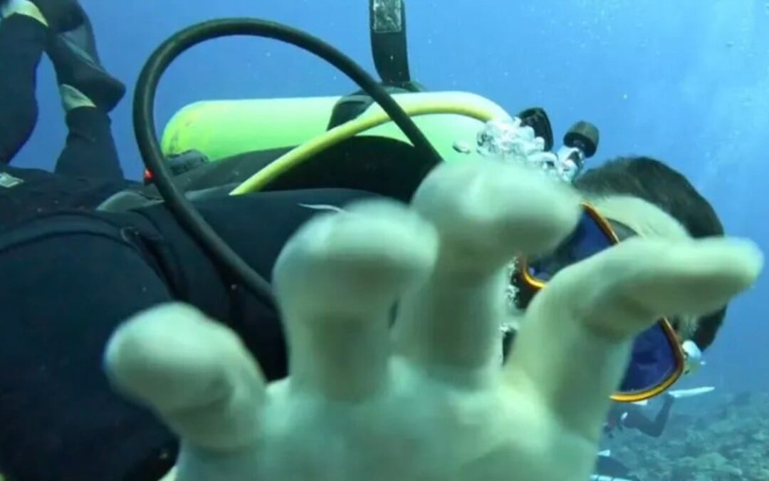 ‘Outrageous’: Taiwan Mandopop band member assaulted by South Korean diver underwater