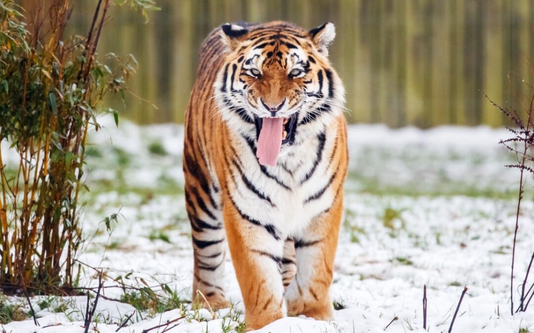 Tiger kills man who entered big cat enclosure at UK wildlife park