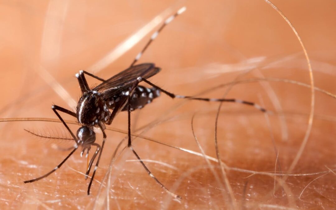 Chinese start-up behind laser mosquito killer plans to start shipping orders this month