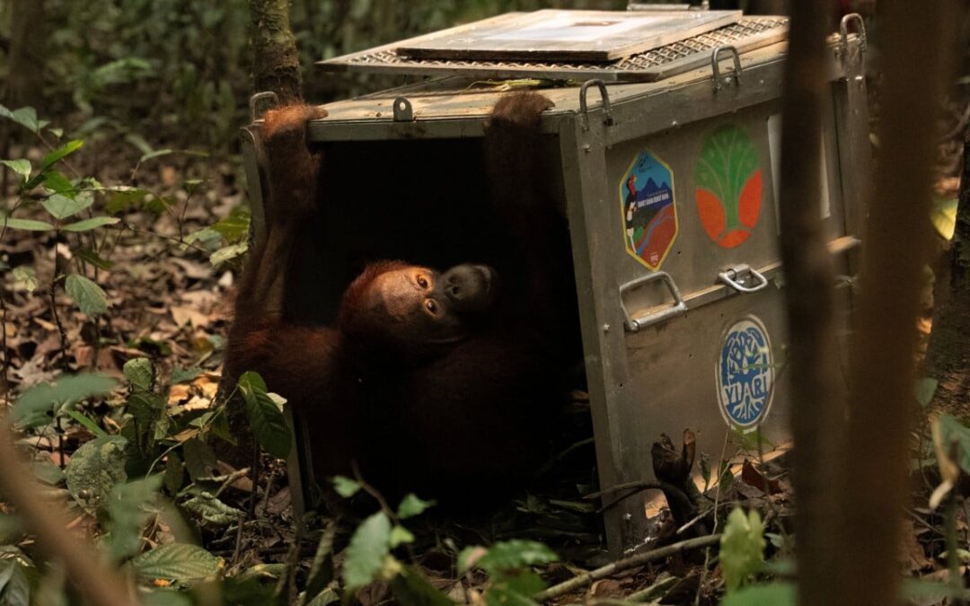 Indonesia finds orangutans saved from wildfires a new home