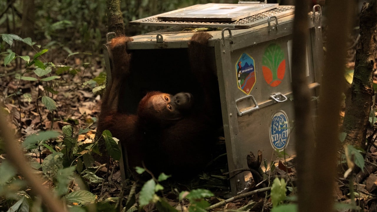Indonesia finds orangutans saved from wildfires a new home