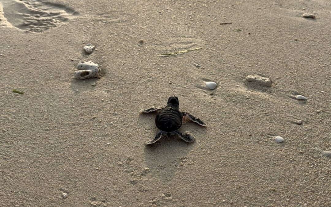 How DNA ‘fingerprinting’ is keeping Malaysia’s green turtles safe from poachers