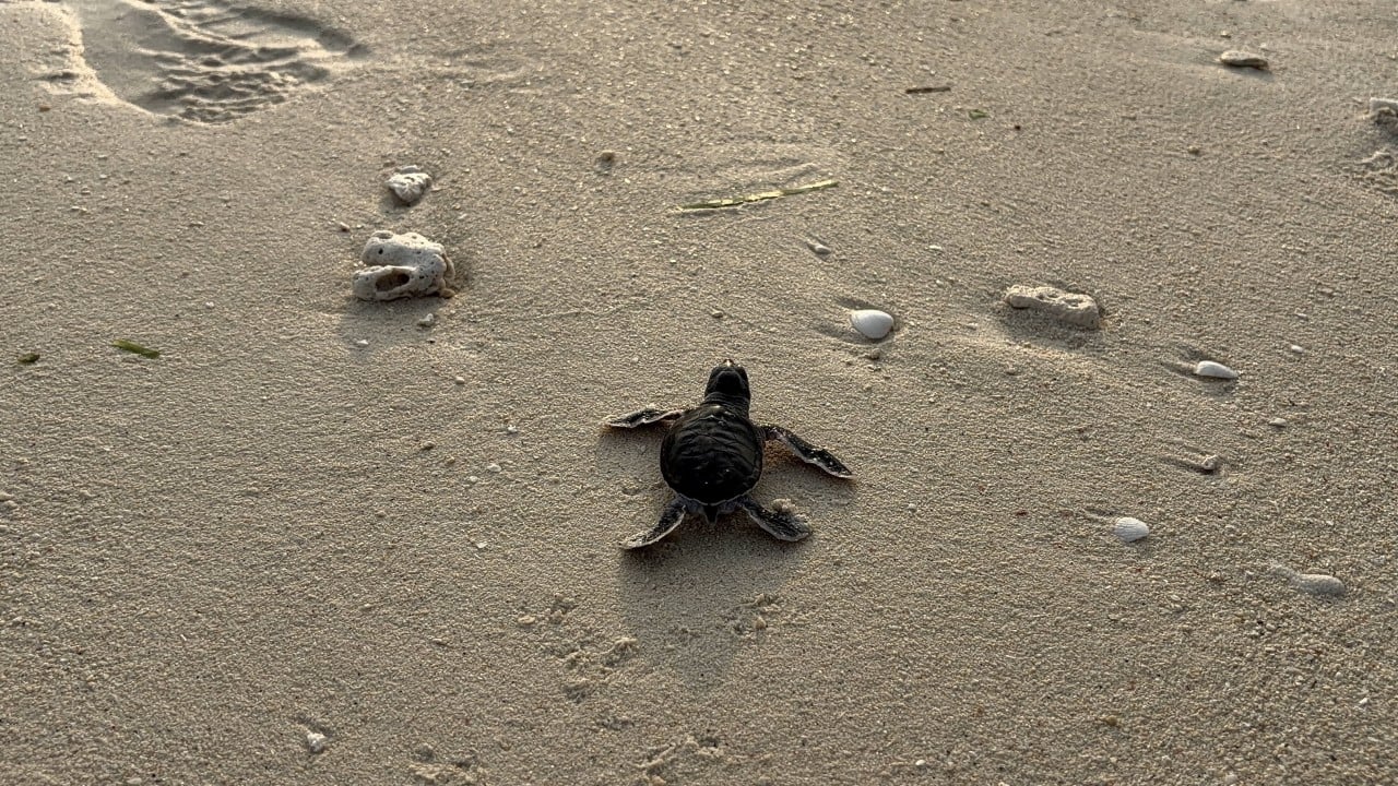 How DNA ‘fingerprinting’ is keeping Malaysia’s green turtles safe from poachers