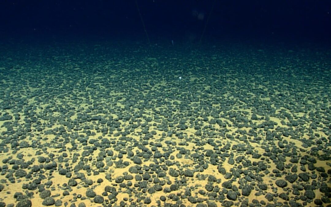Chinese team finds 11,700 new viruses in world’s biggest seabed metal deposit