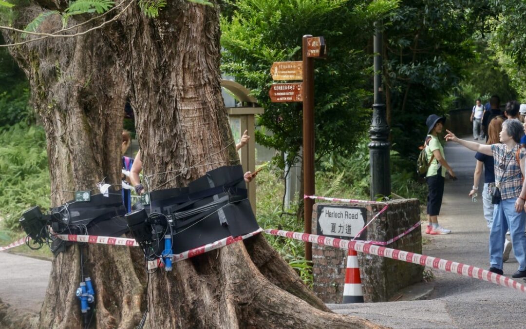 Hong Kong to review Peak lighting installation after outcry over felled trees