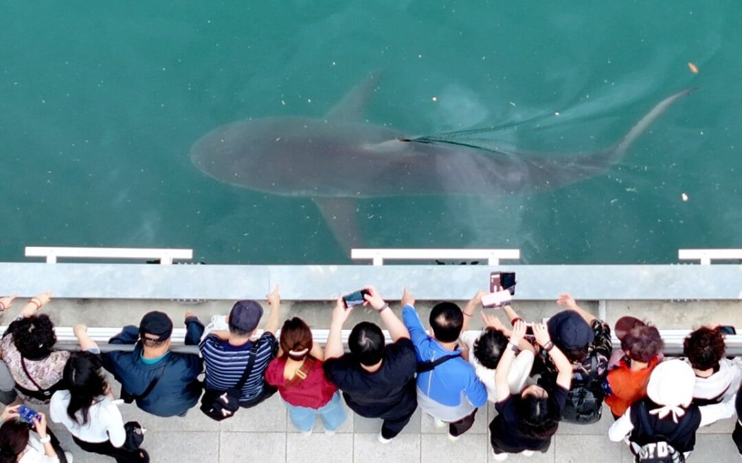 Viral trapped shark in South Korea brings tourism, retail windfall to Busan