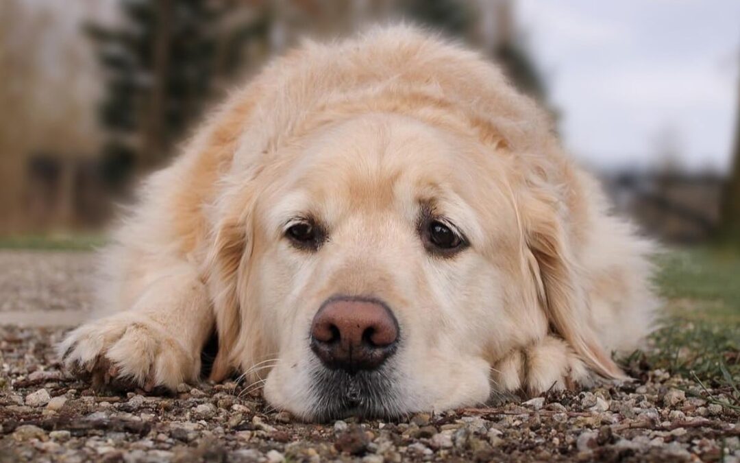 Pet custody disputes draw increasing attention in China, where pets are treated as property