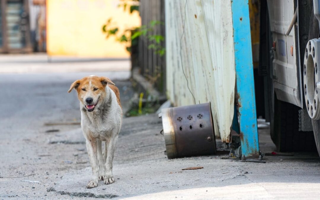 Nearly 1 in 3 unattended dogs captured in Hong Kong euthanised this year